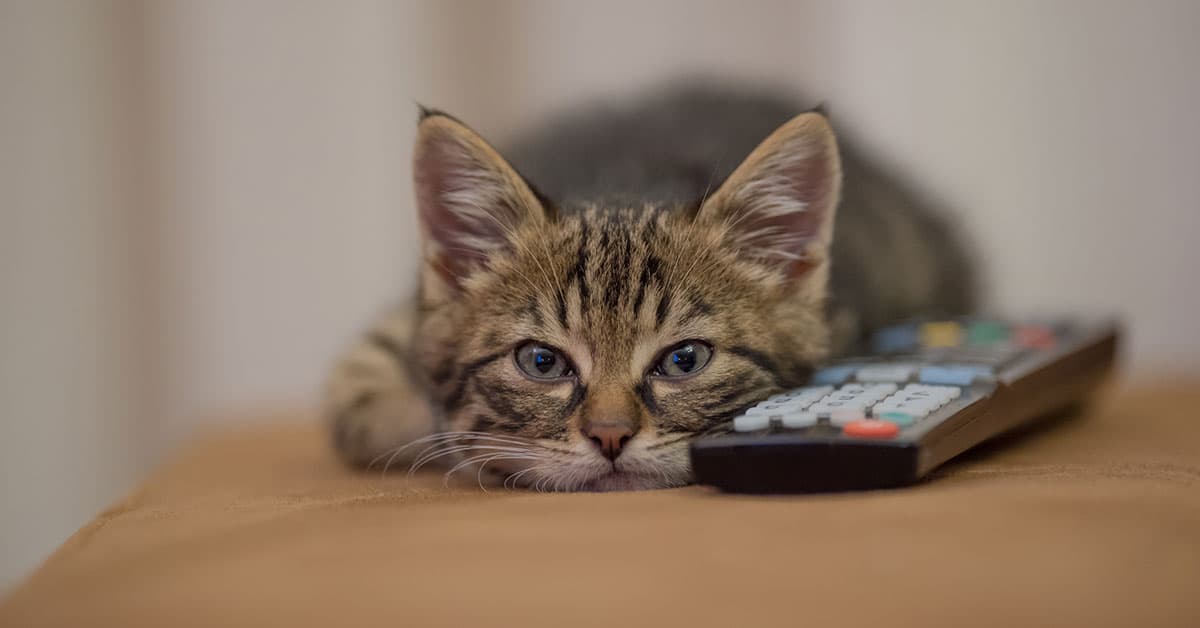 Amigos Digitales y Peludos: Cómo la Inteligencia Artificial Potencia el Cuidado de Nuestros Animales